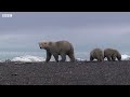 a snowy safari with winter wildlife bbc earth