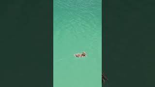 #baby #duck #sea #swimming #nature #asmr #babyduck #cute