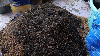 ऐसे तैयार करेंगे राइस हस्क को दोगुनी तेजी से बढ़ेंगे पौधे ll how to make carbonized rice husk ll