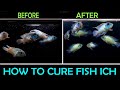 How To Cure Ich On Fish | White Spot Disease And Treatment