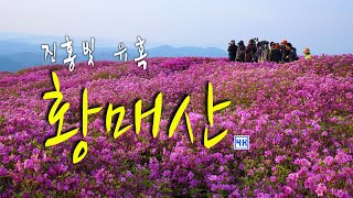 황매산의 진홍빛 유혹 속으로[4k]