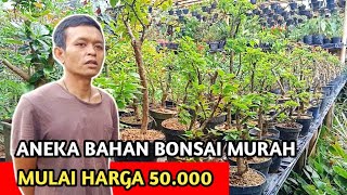 Bonsai Murah Meriah Di Bandung Mulai Harga 50.000 | Sancang, Kimeng, Sinencis | Tanaman Hias