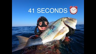 Spearfishing 🐟big dentex in 41 seconds ⏱Greece