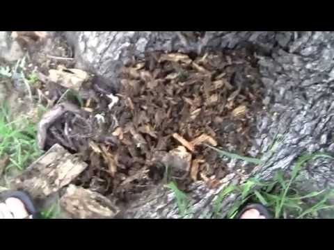What happens when a tree gets termites. What happens when a tree gets termites.