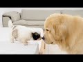 Golden Retriever Heartwarming Reaction To Meeting A Stray Puppy For The First Time(Cutest Ever!)