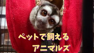 ペットで飼えるエキゾチックアニマル紹介