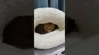 🐱：关灯准备睡觉觉了，晚安💤#catsoftiktok #perte #petsoftiktok #catvideo #tiktok #yun #Cat #萌宠出道计划 #上热门要流量 #猫咪