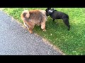 Leo Chow Chow fight with Fobos French Bulldog