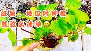 Nina花园15：红薯/地瓜叶种植，从育苗到种植