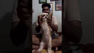 ഹായ് എന്ത്  നല്ല അച്ഛൻ 😁 #youtubeshorts #trendingnow #shorts #dog #bestshorts #funny #shihtzu