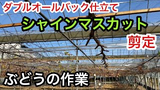 「ぶどうの作業」ダブルオールバック仕立てのシャインマスカットを剪定しました