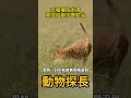 疣豬沒想到出來曬個太陽，竟然成了獅子的實驗品 動物世界 獅子 疣豬