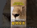 疣豬沒想到出來曬個太陽，竟然成了獅子的實驗品 動物世界 獅子 疣豬