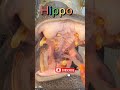 ដំរីទឹកផឹកទឹកច្រើន hippo drink water a lot..