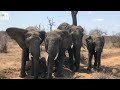 Sleeping Baby Elephant Khanyisa Lies at the Feet of Tokwe, Lundi & Fishan