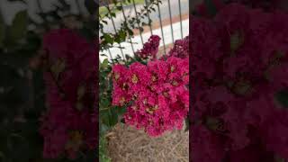 Quick Chinese: 紫薇花（Crape Myrtle）