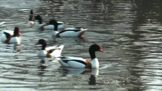 Shelduck.(Tadorna Tadorna) UK