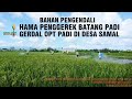 PENGENDALIAN HAMA PENGGEREK BATANG PADI - SUNDEP #tunastaniindonesia #POPTKOBI #penggerekbatangpadi