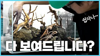 수초어항 세팅 처음부터 끝까지 - 숲 레이아웃