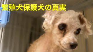 【繁殖犬保護犬】を家族に迎え入れました。 【命の大切さ】