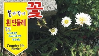 귀한 흰 민들레 꽃 입니다 country life 친절한광자씨