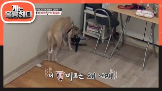 ※고막 주의※ 외부 소리에 예민미 폭발! 그리고... 파괴된 카메라?! [개는 훌륭하다/Dogs Are Incredible] | KBS 210104 방송