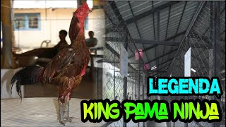 Legenda Ayam King Pama Ninja