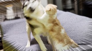 猫のご飯を食べようとした犬が怒られる瞬間...笑