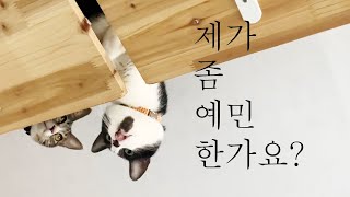 예민한 냥이 자두와 무덤덤한 냥이 살구의 맛있는 하루