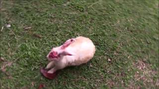 Saving a rabbit from being eaten by a mongoose