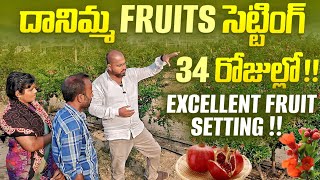 దానిమ్మ Fruits సెట్టింగ్ 34 రోజుల్లో!!Excellent fruit setting!!#pomogranate #farming #horticulture