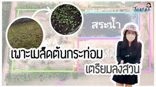 เพาะเมล็ดต้นกระท่อม เตรียมลงสวน | อ้อมท่อม EP.1