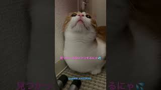 かくれんぼ中の茶々丸🐈