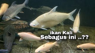 Ikan lokal sungai indonesia bagus juga ..‼️