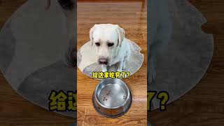 狗子：这老蹬的打饭手抖法，没有20年脑血栓绝对练不出来！Gouzi: This old trick of shaking hands for cooking#萌寵#寵物#搞笑#拉布拉多