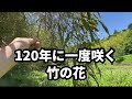 120年に一度　竹の花が咲いていました