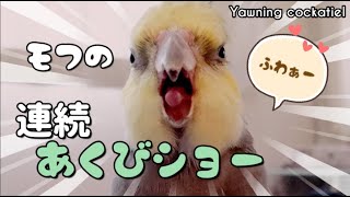 【あくびが止まらない】1分半もし続けたオカメインコ〔Yawning cockatiel〕