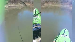 White Bass on the Nueces River Feb. 24th 2025.