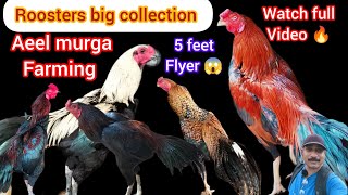 Roosters big collection 🔥| Indian aseel farming| murga market