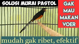 TIPS MENGATASI MURAI PASTOL TIDAK MAU MAKAN VOER