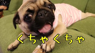 【癒し】パグがただただ牛皮ガムを食べる動画　パグ梅干　pug