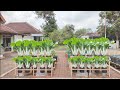 cara menanam pakcoy putih dipot dari benih sampai panen || how to plant white pak choy in a pot