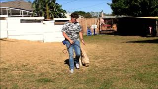 Maya 1 week obedience academy update