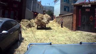 ［中国ドライブレコーダー］脱穀させられる村  Road Threshing in kunming,China