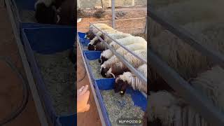 تربية الأغنام النموذجيه Typical sheep breeding