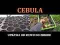 CEBULA - Siew, Zbiór - UPRAWA