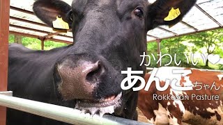 うしさんモォ～モォ～【六甲山牧場】ごはんが待ち切れないつぶらな瞳のあんこちゃん