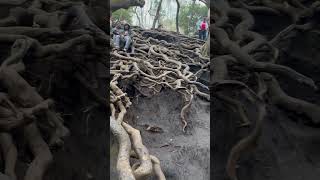 Tree Roots at Guna Cave in Kodaikanal, India | Unique Attraction