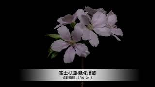 2021富士枝垂櫻(枝垂れ富士桜)－Timelapse