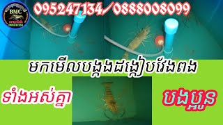 #បង្កងដង្កៀបវែងទឹកសាប#(EP.1)🦞បង្កងពូជអូស្ត្រាលី bmc crayfish🦞